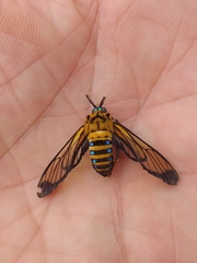 Gymnelia