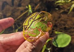 Polypedilum braseniae