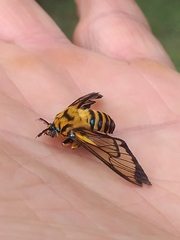 Gymnelia