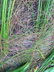 Eleocharis rostellata