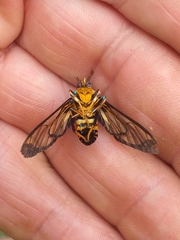 Gymnelia