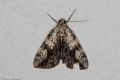 Catocala amica