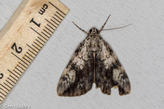 Catocala amica