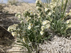 Oreocarya caespitosa