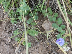 Convolvulus sabatius subsp. mauritanicus image