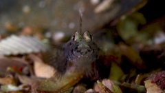 Nesogobius pulchellus