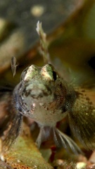 Nesogobius pulchellus