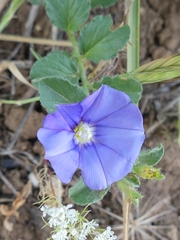 Convolvulus sabatius subsp. mauritanicus image