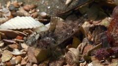 Nesogobius pulchellus