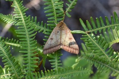 Ophiusa trapezium
