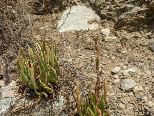 Dudleya viscida