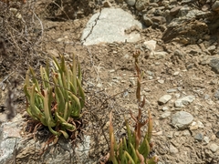 Dudleya viscida