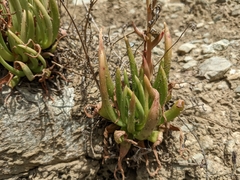 Dudleya viscida