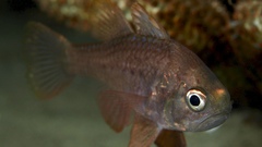 Vincentia conspersa