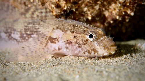 Callogobius mucosus