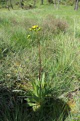Jacobaea auricula