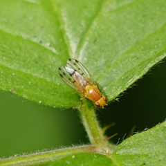 Homoneura occidentalis