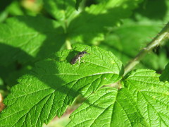 Hemihalictus