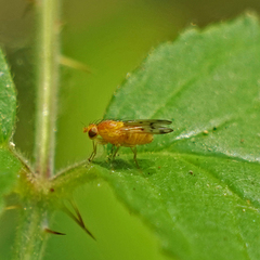 Homoneura occidentalis