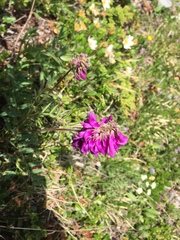 Hedysarum hedysaroides