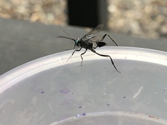 Evania appendigaster