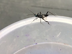 Evania appendigaster