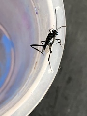 Evania appendigaster