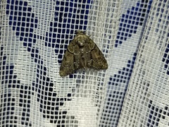 Cryphia fraudatricula