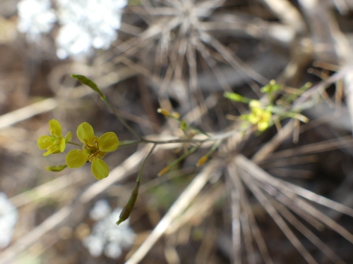 Brassica image