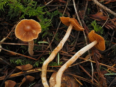 Cortinarius obtusus