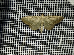Philereme vetulata