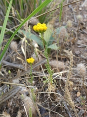 Lonas annua