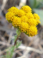 Lonas annua