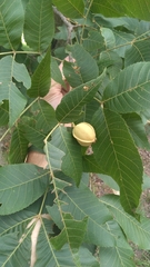 Carya myristiciformis