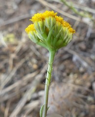 Lonas annua