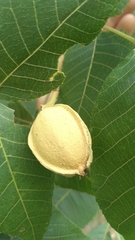 Carya myristiciformis