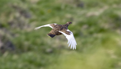 Lagopus muta islandorum