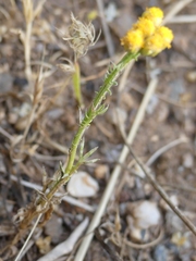 Lonas annua