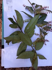 Gaultheria acuminata