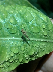 Chrysopilus asiliformis