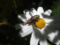 Cyphocleonus armitagei