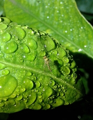 Chrysopilus asiliformis