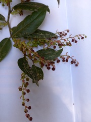 Gaultheria acuminata