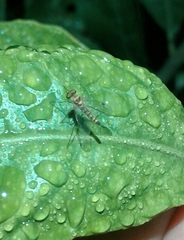 Chrysopilus asiliformis