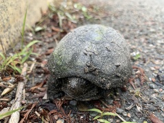 Kinosterninae