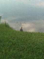 Egretta tricolor image