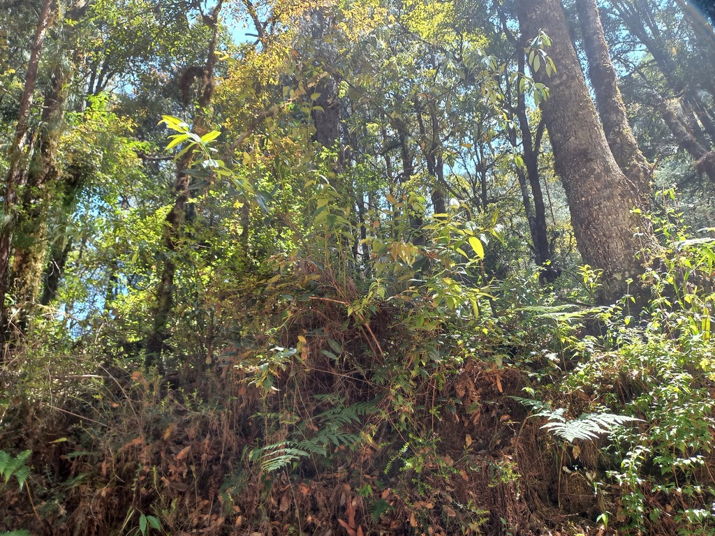 Gaultheria acuminata; photograph (c) Norma Piedra, some rights reserved (CC BY)