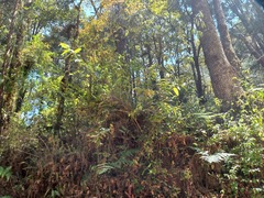 Gaultheria acuminata