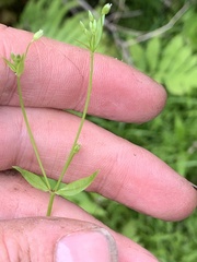 Stellaria borealis