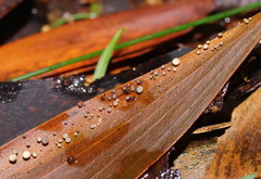 Hymenotorrendiella eucalypti image